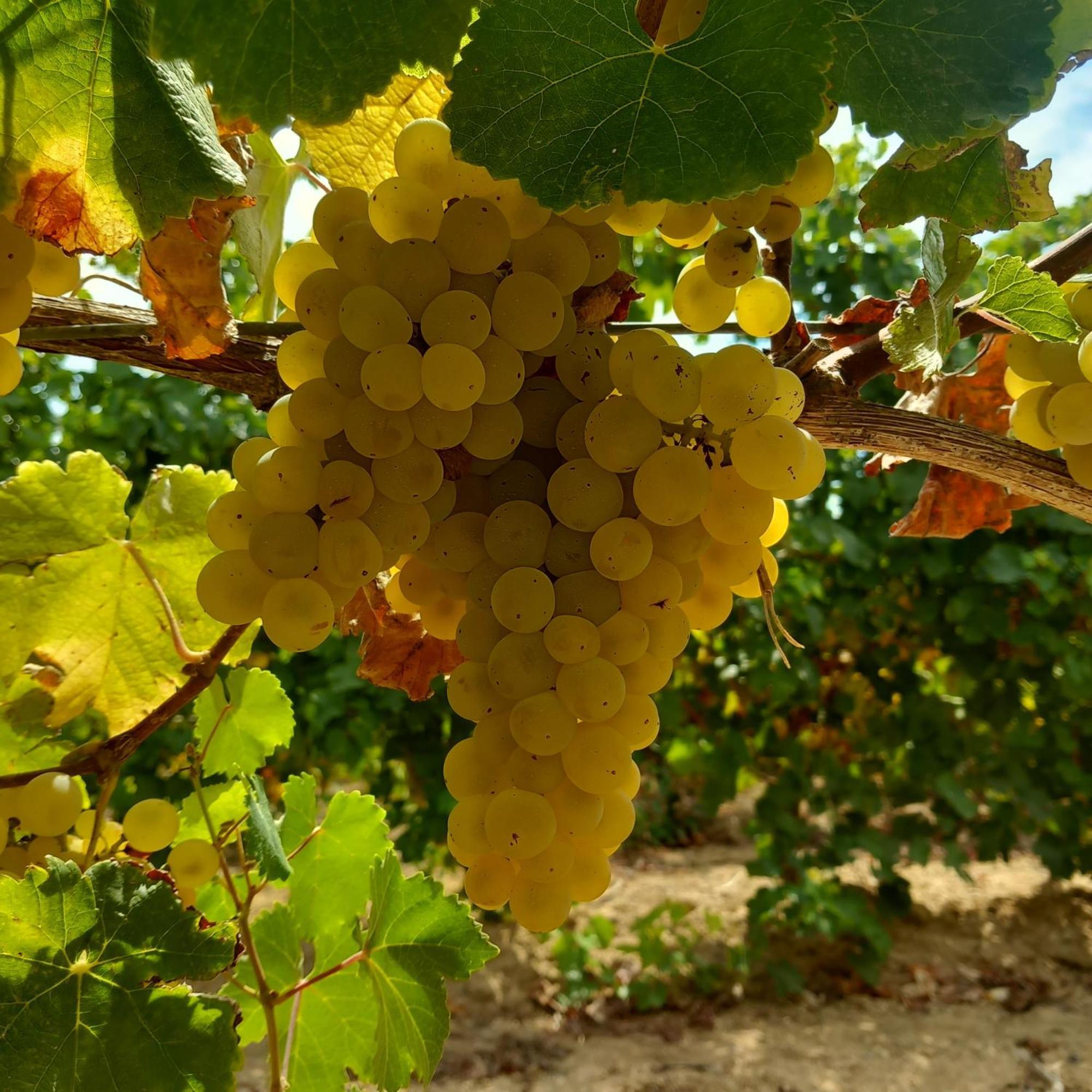 Agriturismo Il Melograno 리올라사르도 외부 사진